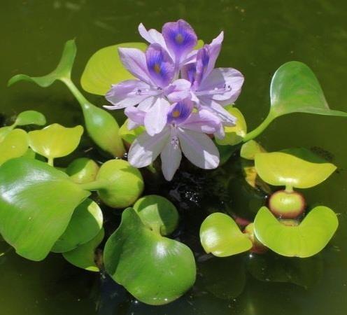 Lục Bình