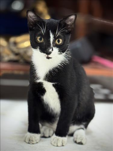 Tìm lớn tuổi quen