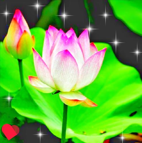 hẹn hò - Bạn và Tôi-Gay -Tuổi:56 - Đã có gia đình-TP Hồ Chí Minh-Người yêu lâu dài