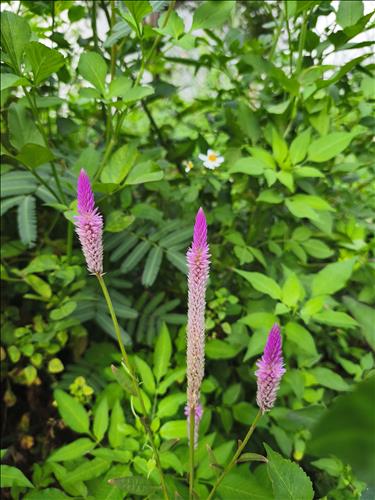 hẹn hò - Đại Lâm -Gay -Tuổi:38 - Độc thân-TP Hồ Chí Minh-Người yêu lâu dài