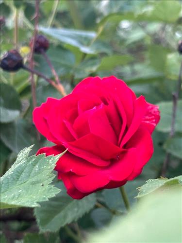 hẹn hò - Vân-Les -Tuổi:39 - Ly dị--Tìm bạn bè mới