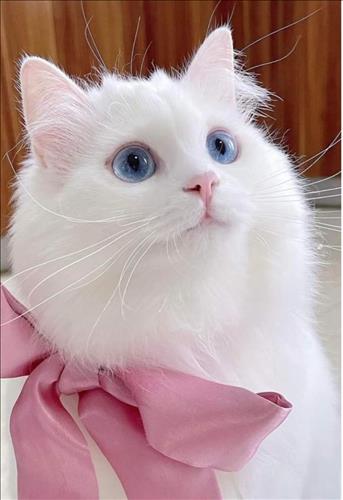 hẹn hò - ௵้้์ाीिèo்ั้ไườเ-Nữ -Tuổi:42 - Ly dị-TP Hồ Chí Minh-Tìm bạn bè mới