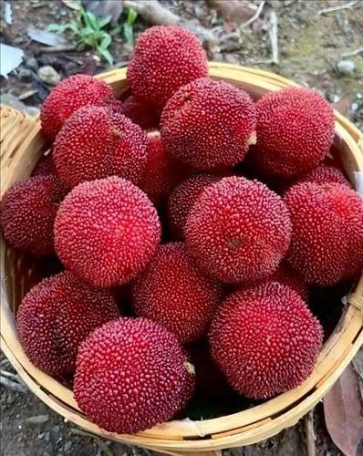 hẹn hò - Cỏ 3 lá-Les -Tuổi:42 - Ly dị-TP Hồ Chí Minh-Tìm bạn bè mới