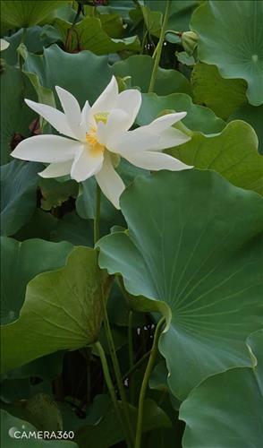 hẹn hò - Miss you-Les -Tuổi:38 - Độc thân-Tiền Giang-Người yêu lâu dài