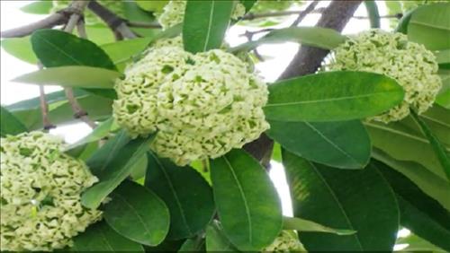 hẹn hò - Tt-Les -Tuổi:40 - Ly dị-Phú Thọ-Người yêu lâu dài