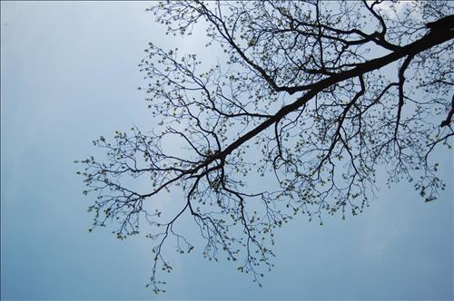 hẹn hò - Yen California-Les -Tuổi:43 - Độc thân--Tìm bạn tâm sự