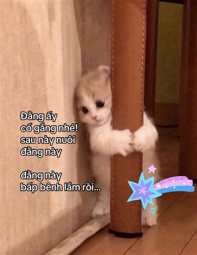 hẹn hò - MeoMeo🌈-Lesbian -Age:26 - Single-TP Hồ Chí Minh-Lover - Best dating website, dating with vietnamese person, finding girlfriend, boyfriend.