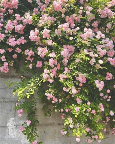 hẹn hò - Minh Tuệ-Les -Tuổi:34 - Độc thân-Cần Thơ-Người yêu lâu dài