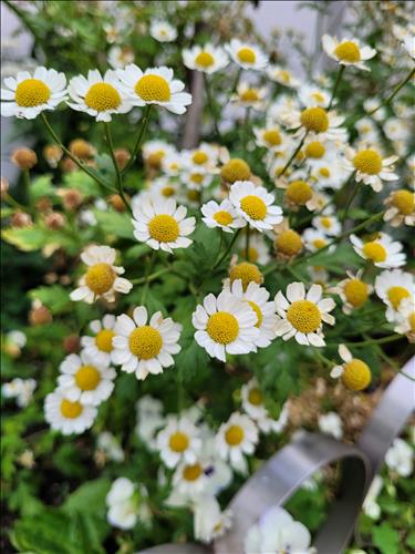 hẹn hò - Cúc Họa Mi-Lesbian -Age:31 - Single-TP Hồ Chí Minh-Lover - Best dating website, dating with vietnamese person, finding girlfriend, boyfriend.