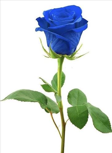 hẹn hò - Mina Lam-Les -Tuổi:35 - Độc thân-TP Hồ Chí Minh-Người yêu lâu dài