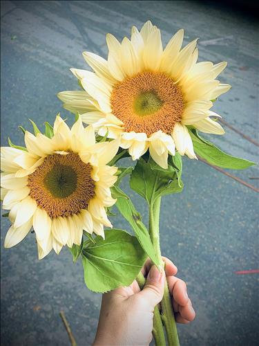 hẹn hò - Hướng dương-Lesbian -Age:35 - Married-TP Hồ Chí Minh-Confidential Friend - Best dating website, dating with vietnamese person, finding girlfriend, boyfriend.