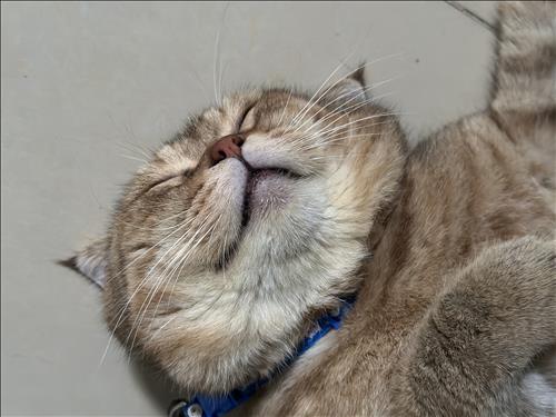 hẹn hò - MEO-Les -Tuổi:33 - Độc thân-TP Hồ Chí Minh-Người yêu lâu dài