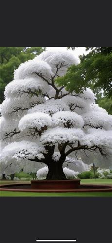 hẹn hò - Ha-Les -Tuổi:49 - Độc thân--Người yêu lâu dài