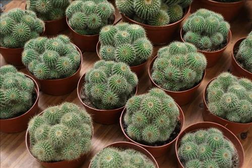 hẹn hò - Mèo mun-Les -Tuổi:29 - Độc thân-TP Hồ Chí Minh-Người yêu lâu dài