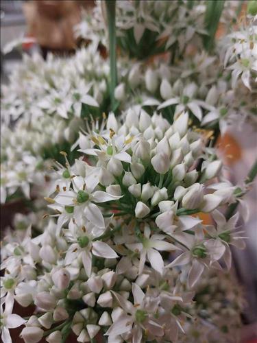 hẹn hò - Omi-Les -Tuổi:36 - Độc thân-Đồng Nai-Người yêu lâu dài