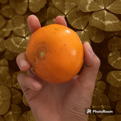 hẹn hò - Salonpas-Les -Tuổi:33 - Độc thân-Khánh Hòa-Người yêu lâu dài