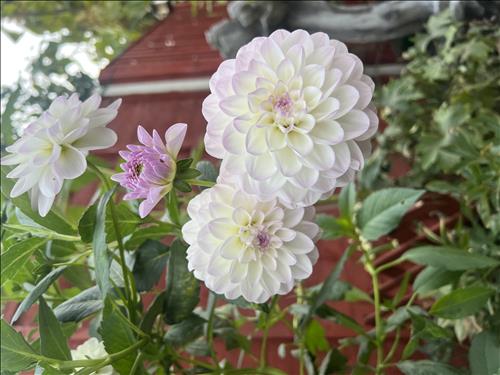 hẹn hò - Kẻ ở miền xa-Les -Tuổi:36 - Độc thân-Hà Nội-Tìm bạn bè mới