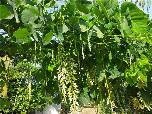 hẹn hò - Tamdieu-Les -Tuổi:26 - Độc thân-Bến Tre-Tìm bạn tâm sự