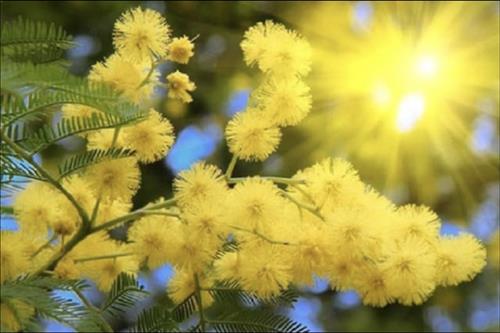 hẹn hò - Mimosa_Đà Lạt -Les -Tuổi:55 - Độc thân-Lâm Đồng-Tìm bạn tâm sự