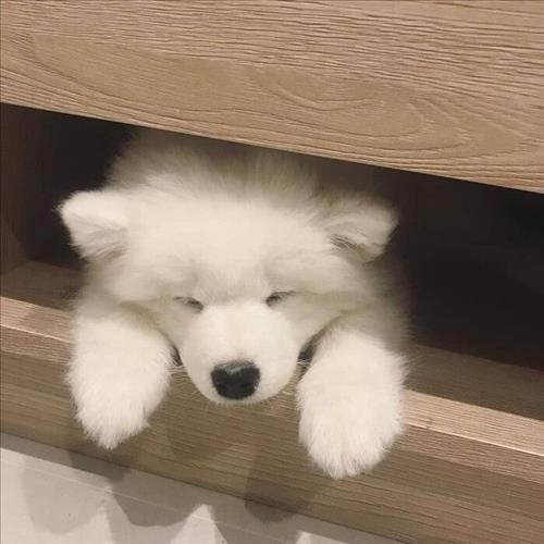 White Puppy