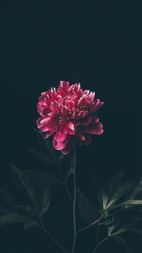 hẹn hò - Nhi-Les -Tuổi:28 - Độc thân-TP Hồ Chí Minh-Người yêu lâu dài