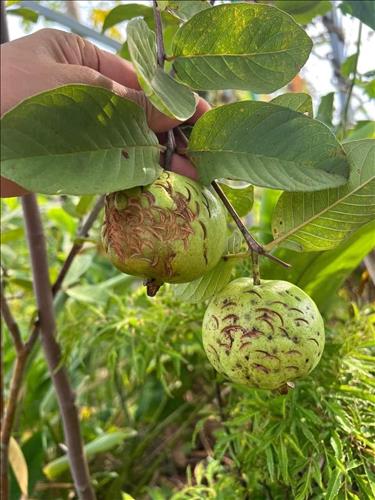 hẹn hò - Không Khoảng Cách-Les -Tuổi:36 - Độc thân-TP Hồ Chí Minh-Người yêu lâu dài