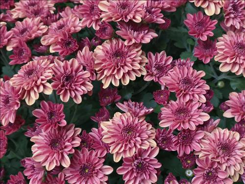 hẹn hò - Gió-Lesbian -Age:31 - Single-TP Hồ Chí Minh-Lover - Best dating website, dating with vietnamese person, finding girlfriend, boyfriend.