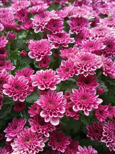 hẹn hò - M.T-Les -Tuổi:31 - Độc thân-TP Hồ Chí Minh-Tìm bạn bè mới