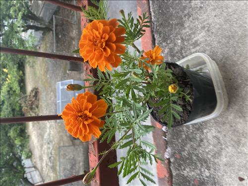 hẹn hò - Lặng-Lesbian -Age:39 - Single-TP Hồ Chí Minh-Confidential Friend - Best dating website, dating with vietnamese person, finding girlfriend, boyfriend.