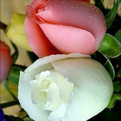 hẹn hò - Tú -Lesbian -Age:48 - Single-TP Hồ Chí Minh-Friend - Best dating website, dating with vietnamese person, finding girlfriend, boyfriend.