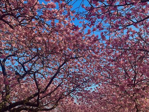hẹn hò - Sakura-Les -Tuổi:33 - Độc thân-Hải Phòng-Người yêu lâu dài