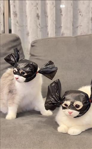 hẹn hò - Say, you do-Les -Tuổi:41 - Độc thân-TP Hồ Chí Minh-Người yêu lâu dài