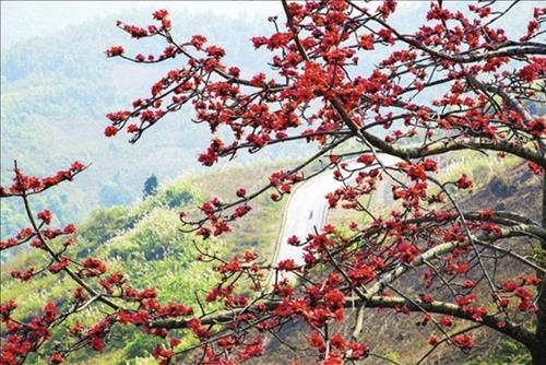 hẹn hò - Hoa Gạo-Les -Tuổi:48 - Độc thân-TP Hồ Chí Minh-Người yêu lâu dài