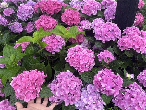hẹn hò - Heo-Les -Tuổi:27 - Độc thân-Tiền Giang-Người yêu lâu dài