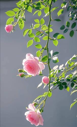 hẹn hò - Nắng Ban Mai-Lesbian -Age:37 - Single-TP Hồ Chí Minh-Friend - Best dating website, dating with vietnamese person, finding girlfriend, boyfriend.