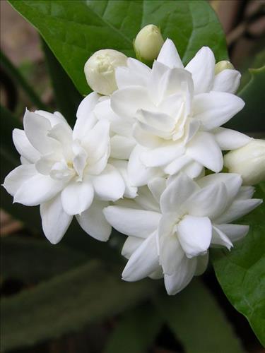 hẹn hò - Jasmin-Les -Tuổi:38 - Độc thân-TP Hồ Chí Minh-Người yêu lâu dài