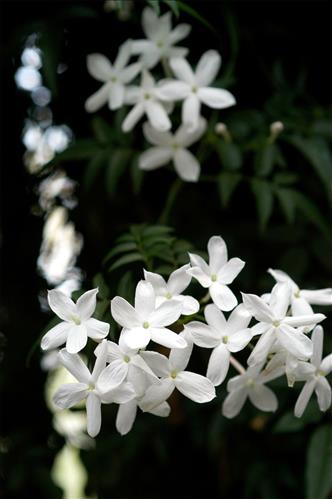 hẹn hò - Jasmine-Les -Tuổi:33 - Độc thân-TP Hồ Chí Minh-Người yêu lâu dài