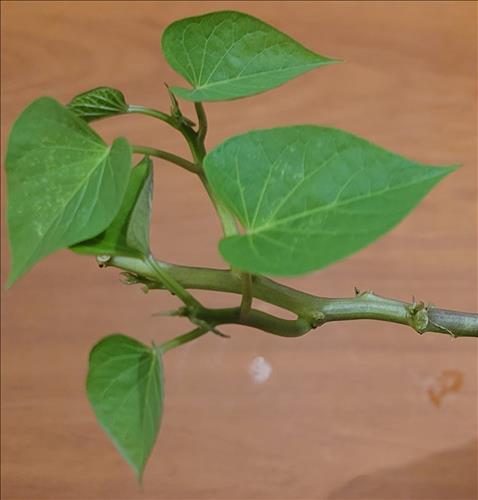 hẹn hò - Em còn xanh non-Lesbian -Age:39 - Single-TP Hồ Chí Minh-Confidential Friend - Best dating website, dating with vietnamese person, finding girlfriend, boyfriend.