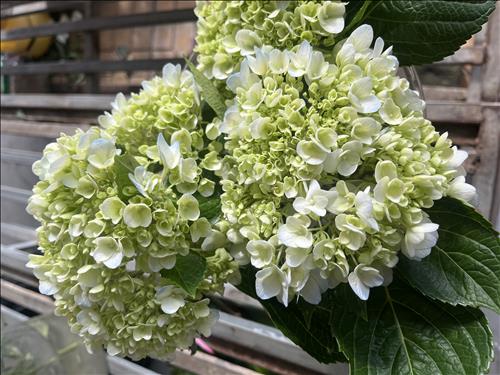 hẹn hò - 응아-Les -Tuổi:28 - Độc thân-Cần Thơ-Người yêu lâu dài