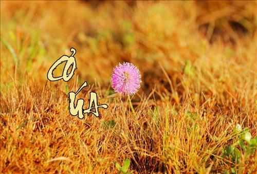 Cỏ úa