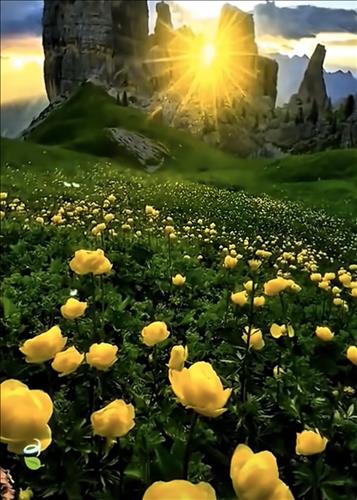 SUNNY