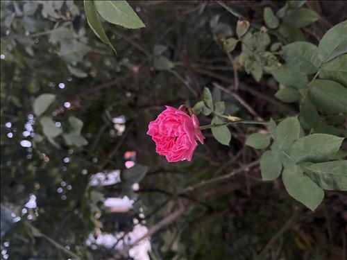 hẹn hò - CLHV-Les -Tuổi:43 - Độc thân-TP Hồ Chí Minh-Tìm bạn tâm sự