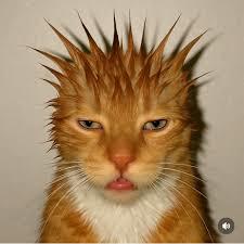 hẹn hò - Quế-Les -Tuổi:45 - Độc thân--Tìm bạn bè mới