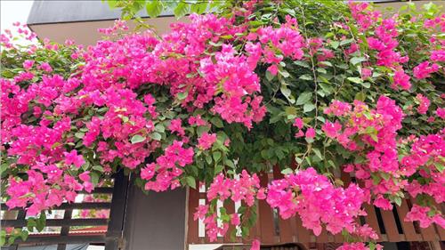 hẹn hò - Những điều giản dị -Lesbian -Age:48 - Single-TP Hồ Chí Minh-Friend - Best dating website, dating with vietnamese person, finding girlfriend, boyfriend.