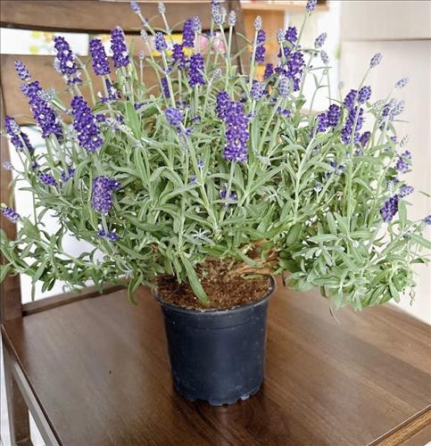 hẹn hò - np-Les -Tuổi:30 - Độc thân-TP Hồ Chí Minh-Tìm bạn bè mới