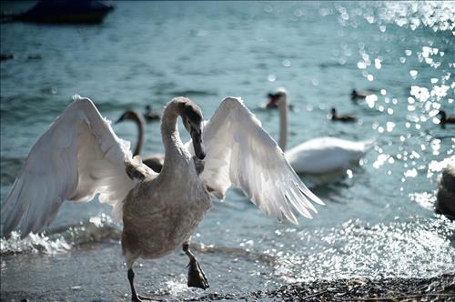 hẹn hò - Black Swan-Les -Tuổi:35 - Độc thân-TP Hồ Chí Minh-Người yêu lâu dài
