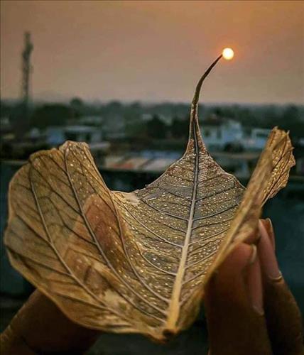 Tớ là Mèo 