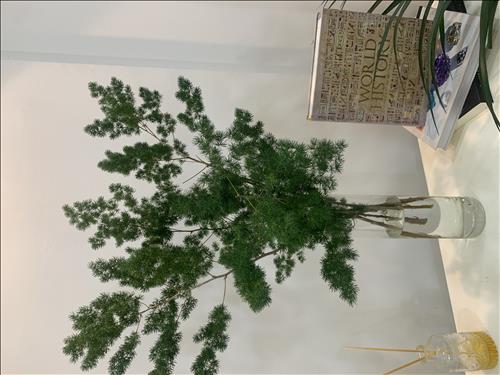 Bách Hợp