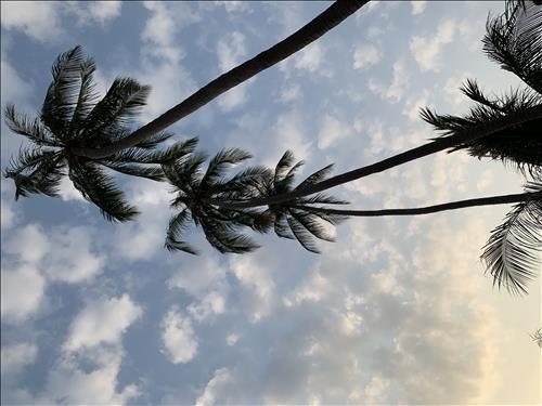 Coconut 🌴