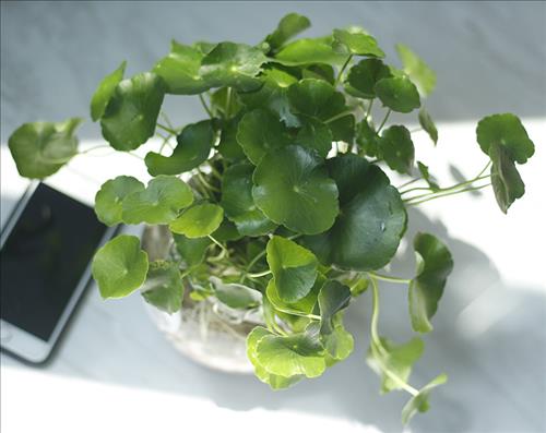 hẹn hò - Case-Les -Tuổi:27 - Độc thân-Cần Thơ-Người yêu lâu dài